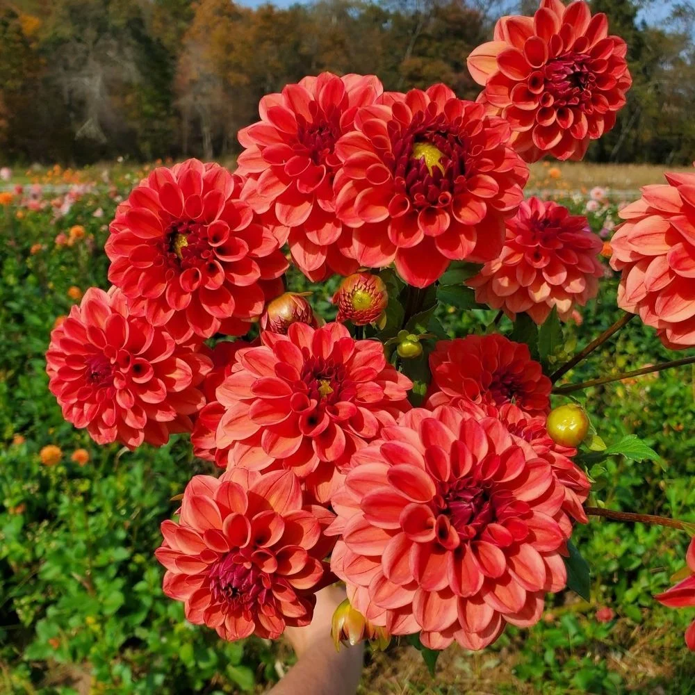 Iced Tea Dahlia Tuber — Goose Creek Gardens